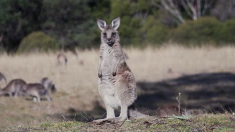 Wallaby-Standing-On-The-Field-Under-The-Sunny-Weather