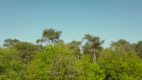 Schöne-Landschaft-Am-Wald-Im-Sonnigen-Frühlingstag-Mit-Blauem-Himmel-Im-Hintergrund