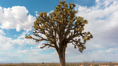 Wolken-überqueren-Den-Himmel-In-Verschiedenen-Richtungen-über-Einem-Joshua-Tree-In-Der-Mojave-Wüste---Statischer-Zeitraffer