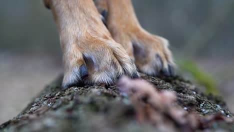 Close-up-of-neat-and-round-feet-of-a-dog,-brown-with-short-black-claws