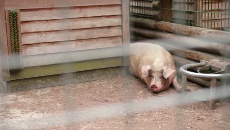 Sad-pig-laying-in-cage-without-food