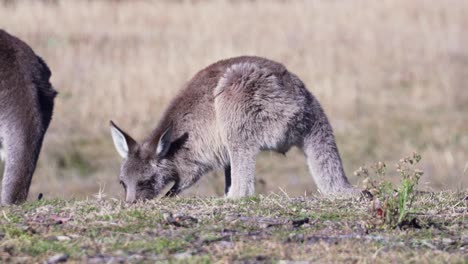 Blick-Auf-Ein-Grasendes-Wallaby-Bei-Tag---Totale