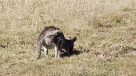 Einsames-Wallaby,-Das-Auf-Dem-Gras-In-Der-Farm-Füttert