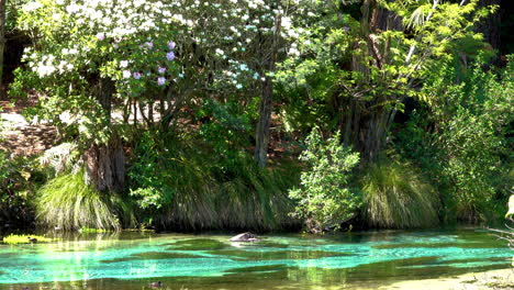 Tilt-up-of-tropical-Hamurana-Springs-with-turquoise-water-during-sunny-day-in-wilderness-of-New-Zealand