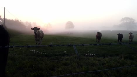 Glowing-foggy-morning-sunrise-cow-herd-silhouette-cattle-grazing-in-farming-countryside-rural-scene