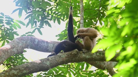 White-handed-Gibbon,-Hylobates-lar,-Kaeng-Krachan-National-Park,-Thailand