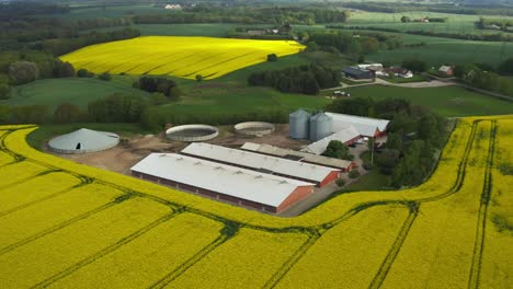 Yellow-rapeseed-flower-field-and-pigs-farm-in-Denmark