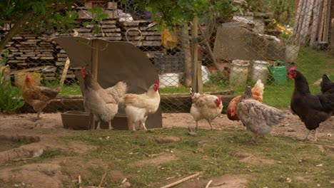 Freely-happy-living-not-scared-heathy-countryside-chicken-farm