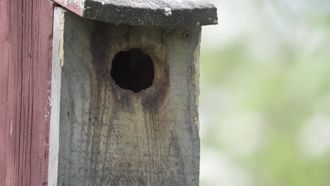 A-white-breasted-Nuthatch-brings-insects-in-its-beak-back-into-its-manmade-nest-cavity