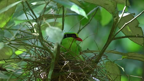 Common-Green-Magpie,-Cissa-chinensis,-Kaeng-Krachan,-Thailand