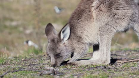 Wallaby-Foraging-For-Food-In-The-Forest---close-up