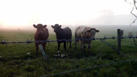 Glowing-foggy-morning-sunrise-cow-herd-silhouette-cattle-standing-in-countryside-rural-scene