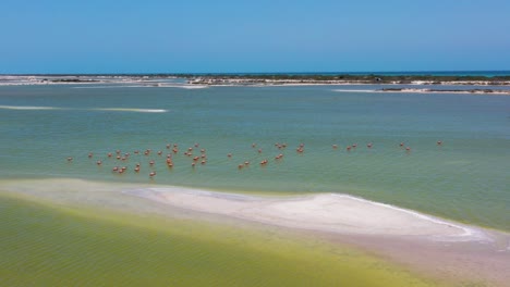 American-pink-flamingos-are-feeding-in-green-salt-lake-surface-,-Las-Coloradas,-rio-lagartos-lagoon-mexico