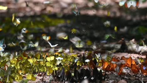 Mariposas-De-Todo-Tipo-Volando-Y-Alimentándose-De-Minerales-En-El-Suelo-En-El-Parque-Nacional-Kaeng-Krachan-En-Tailandia-Durante-Un-Hermoso-Día-Soleado
