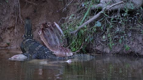 Asian-Water-Monitor,-Varanus-salvator,-eating-the-carcass-of-a-Sambar-deer,-Khao-Yai-National-Park,-Thailand