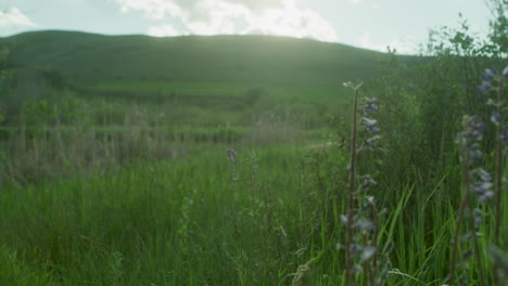 Lila-Wildblumen-Malerische-Landschaft-Mit-Sonnenuntergang-Hinter-Hügeln-Berge-Am-Colorado-Sommertag
