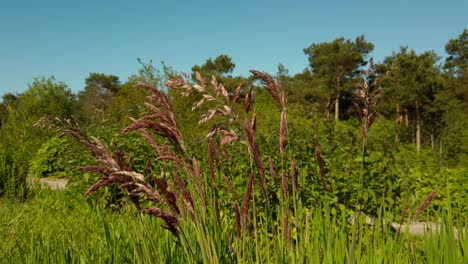 close-up-shot-of-the-grass-at-the-forest-and-blue-sky-in-the-background