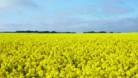 Aerial-Flying-over-Blooming-yellow-rapeseed-field-with-blue-cloudless-sky