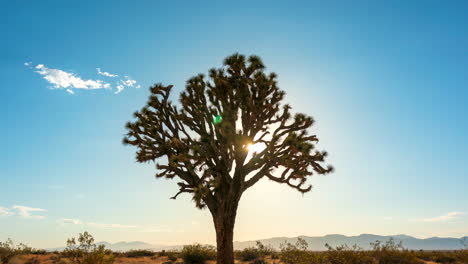 Die-Sonne-Geht-In-Goldener-Pracht-Hinter-Einem-Joshua-Tree-Und-Den-Schroffen-Bergen-Der-Mojave-wüste-Unter---Statischer-Zeitraffer