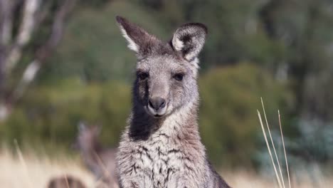 Macro-Of-The-Face-Of-A-Wallaby-Looking-At-The-Camera
