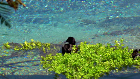 Pato-Negro-Descansando-En-Aguas-Cristalinas-De-Hamurana-Durante-El-Verano