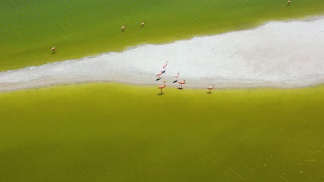 American-pink-flamingos-feeding-in-yellow-salt-lake-surface-,-Las-Coloradas,-rio-lagartos-lagoon-mexico