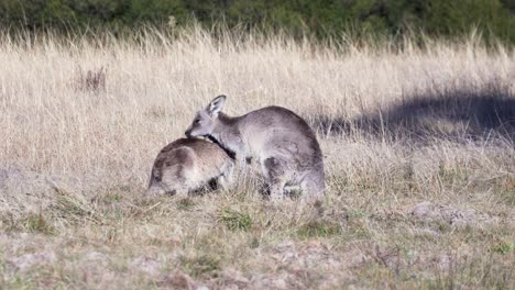 Ein-Paar-Wallabys-Kümmern-Sich-An-Heißen-Sommertagen-Liebevoll-Umeinander