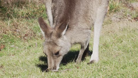 Nahaufnahme-Eines-Wallabys,-Das-Grünes-Gras-In-Australien-Frisst