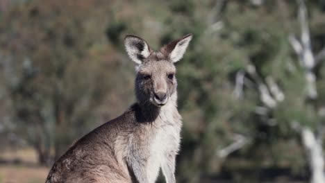 Closeup-of-The-Red-Necked-Wallaby-or-Bennett's-Wallaby-In-A-Park