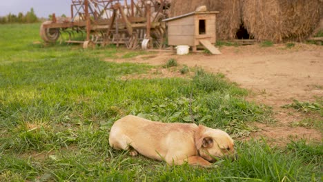 Slow-motion-view-of-village-dog-living-his-sad-life