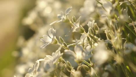 Verträumte-Weiße-Blumen,-Nahaufnahme-Während-Des-Sonnenuntergangs-Am-Abend,-4k-120p-Slomo