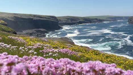 Low-ground-shot-of-cliffs-and-ocean-waves-through-a-field-of-wild-flowers