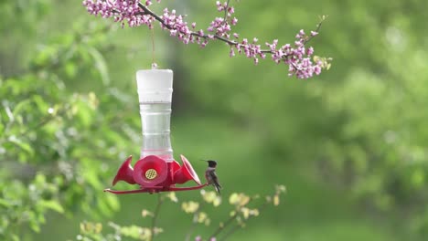 Ruby-throated-hummingbird-feeding-at-a-hummingbird-feeder-that-sits-in-an-eastern-redbud-tree-that's-flowering