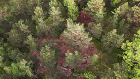 Aerial-circle-view-of-lush-and-colorful-Nordic-forest-managed-by-agroforestry-techniques