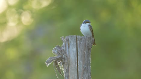 Tree-Swallow-perched-on-a-wood-post-during-sunrise