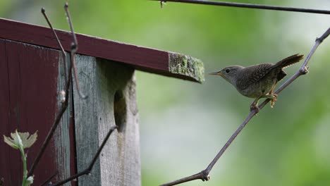 A-House-Wren-looks-into-a-bird-nest-box-and-flies-to-a-nearby-branch-repeatedly