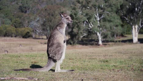 Wallaby-Standing-And-Scratching-Its-Body---wide-shot