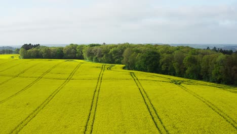 Drone-flies-low-over-yellow-rapeseed-field