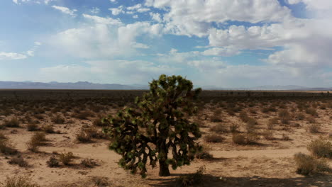 An-unusually-large-Joshua-tree-stands-alone-in-the-vast-and-empty-wilderness-of-the-Mojave-Desert---aerial-orbit-view