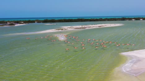 Rosa-Flamingos,-Die-über-Die-Oberfläche-Des-Salzsees-Fliegen,-Mit-Karibischem-Meer-Im-Hintergrund,-Las-Coloradas,-Lagune-Von-Rio-Lagartos,-Mexiko