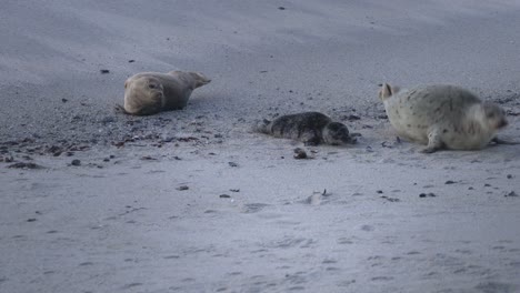 Newborn-harbor-seal-pup-scooting-on-sand-with-its-mother
