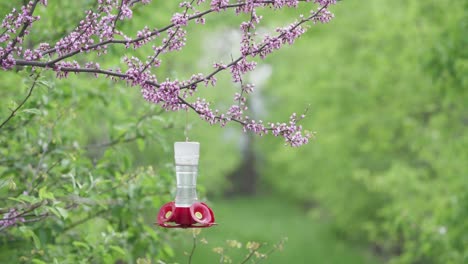 Hummingbird-feeder-hangs-in-a-redbud-tree-with-flowers-as-insects-fly-around