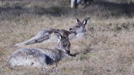 A-Couple-Of-Wallaby-Lying-Around-The-Meadow-Under-Sunny-Weather