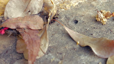 Trockene-Blätter-Auf-Dem-Boden-Und-Schwarze-Ameisen,-Die-In-Und-Aus-Der-Höhle-Gehen