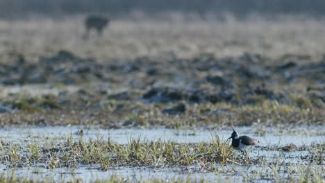 Lapwing-standing-near-flooded-meadow-puddle-in-early-spring-golden-hour-light