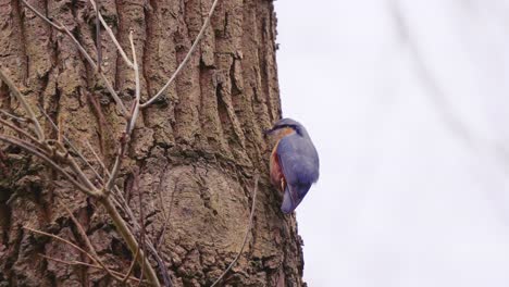 Eurasian-Nuthatch-Perched-On-Tree-Looking-For-Food