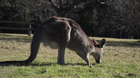 Wallaby-Feeding-On-The-Grass-At-The-Farmfield-With-Bare-Trees-On-the-Backdrop