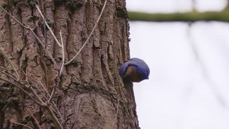 Eurasian-nuthatch,-Sitta-europaea,-Looks-for-Food-on-Tree-Trunk,-Close-Up,-Slow-Motion