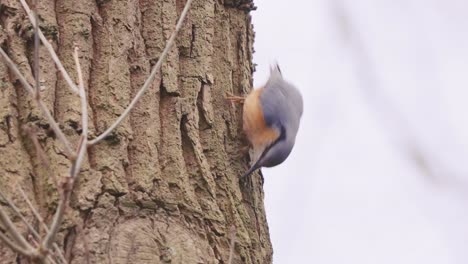 Eurasian-Nuthatch-Looking-For-Insects-On-Tree-Bark