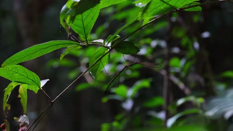 Stick-Insect,-Phasmatodea,-Thailand